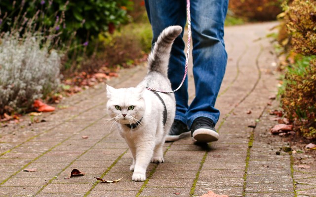 кошкам выходить на улицу только на поводке и в присутствии хозяина