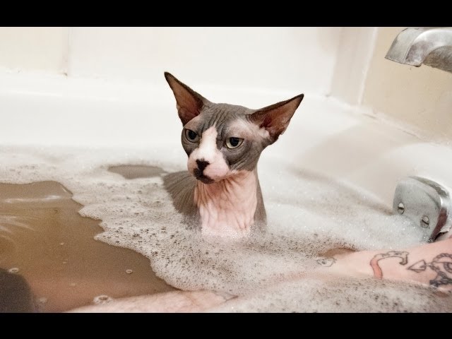 водные виды спорта» сиамские кошки