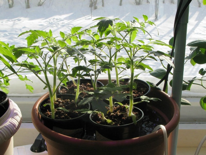 горшки с бузиной или томатными ростками