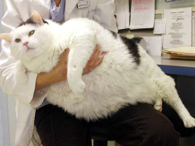 Химми - самый тяжёлый кот в истории