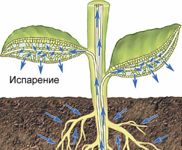 Питание листьев. Транспирация физиология растений. Транспирация это в биологии. Корневое питание растений транспирация. Схема транспирации растений.