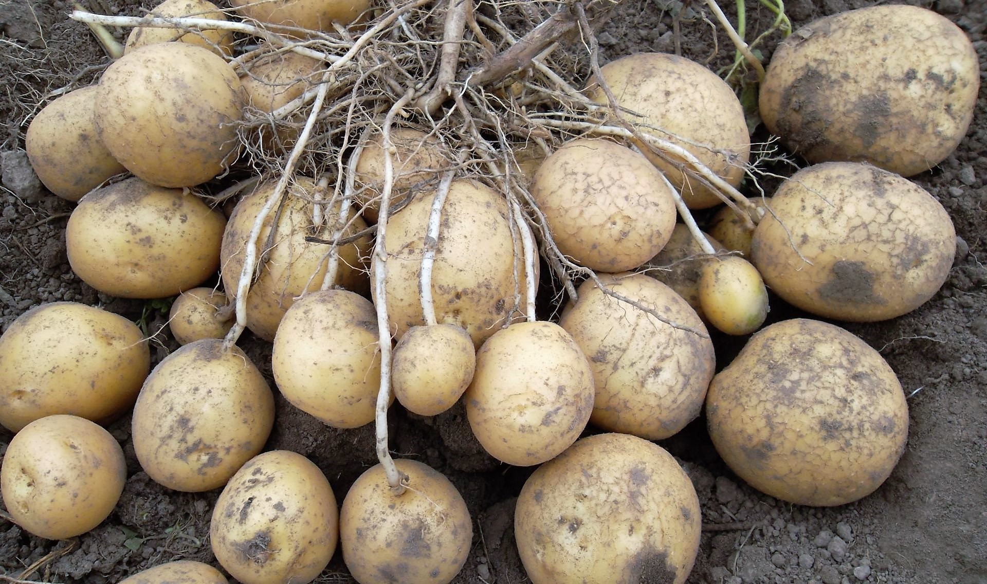 Выращиваем картофель по методу Балабанова