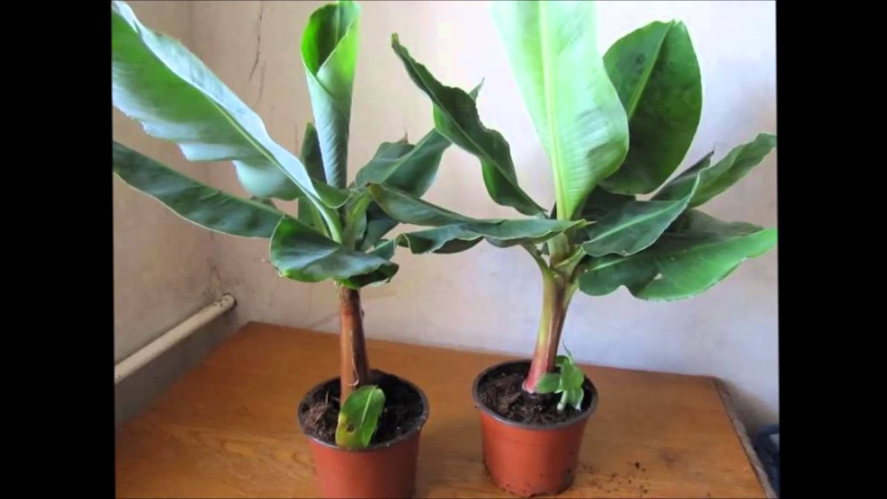 Как вырастить банановое дерево бананы дома