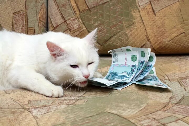 Приметы про деньги, богатство и достаток, связанные с кошками