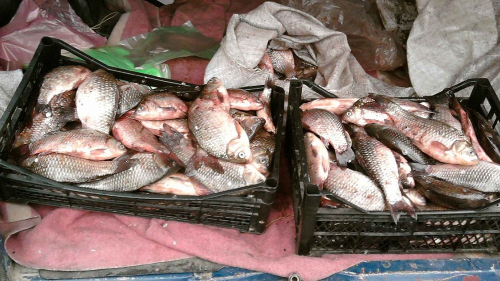 Рыбаки получат возможность продажи своего улова