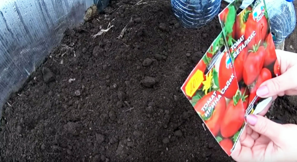 Интересный способ посадки томатов под зиму