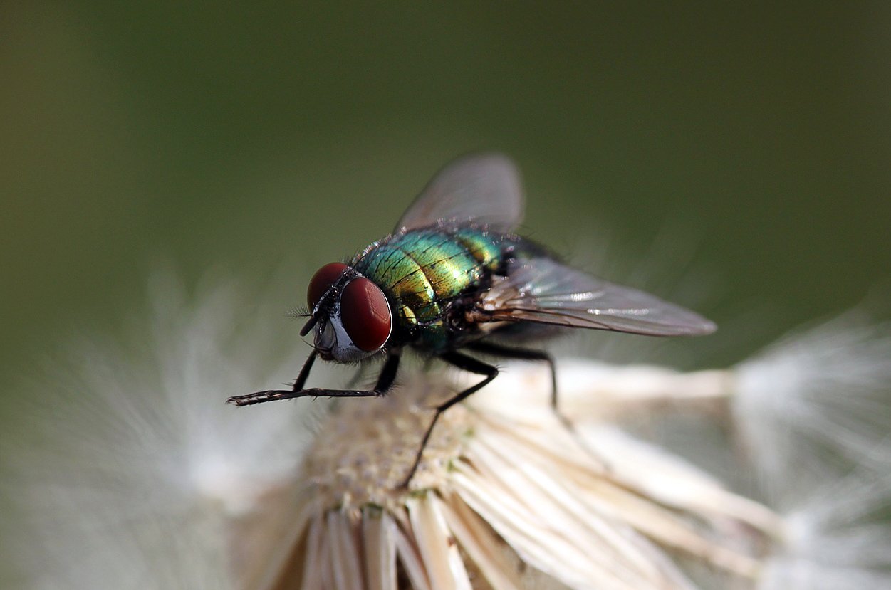 Секрет насекомых: Зачем мухи постоянно потирают лапки