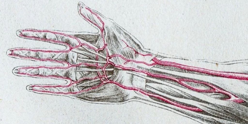 (ilbusca/Digital Vision Vectors/Getty Images) — Главные артерии руки. Срединная, как вы догадываетесь, проходит посередине. Встречается она лишь у 30% населения.
