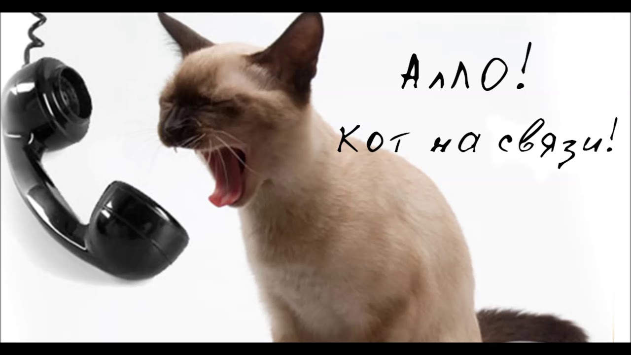 Ученые разгадали язык кошек: Как говорить по-кошачьи