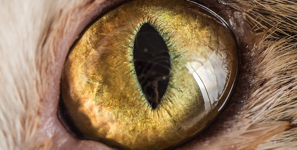 10 интересных фактов о глазах