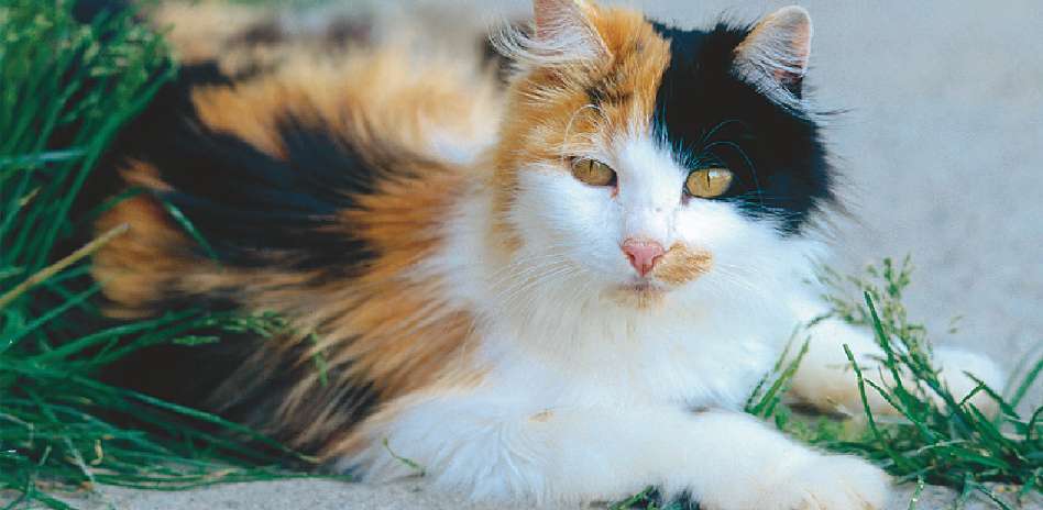 4 интересных факта о трехцветных кошках