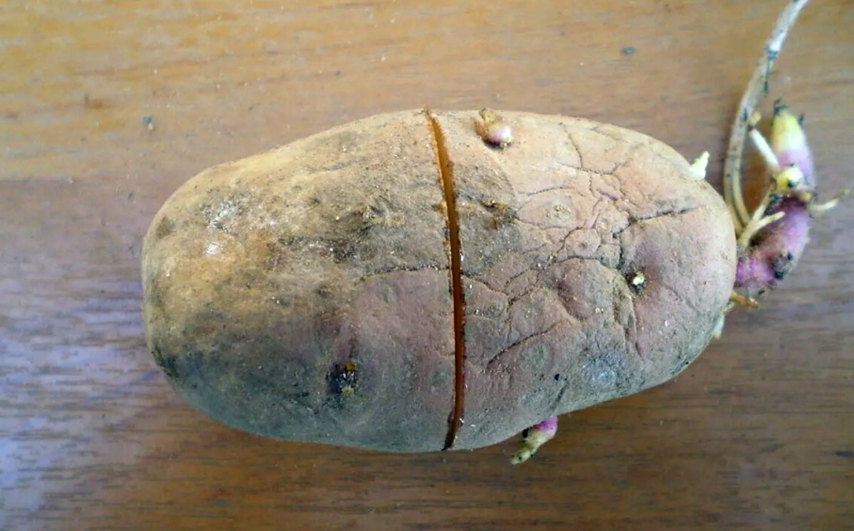 Кербовка картофеля. Кербовка картофеля перед посадкой. Поперечные надрезы на картофеле. Поперечный надрез на семенном картофеле.