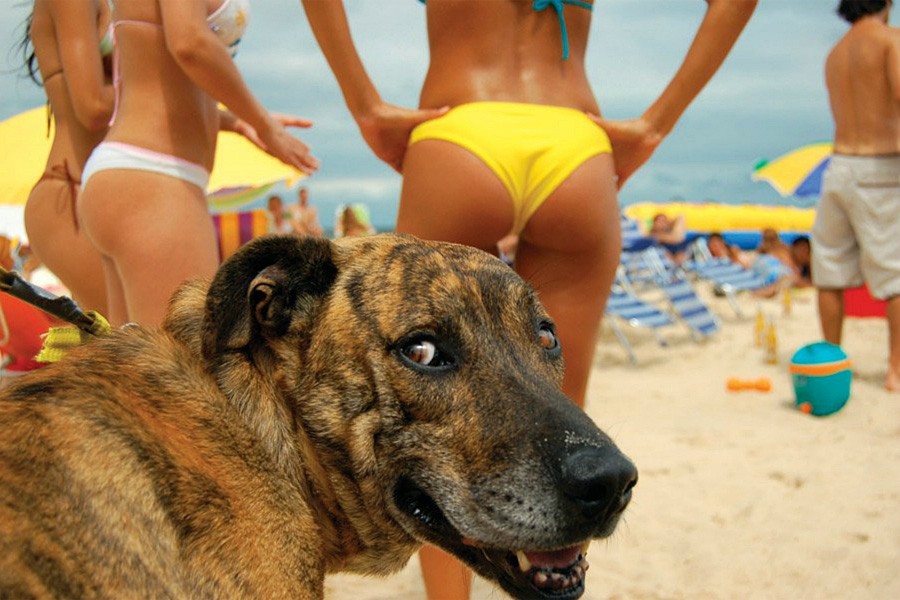Каких собак можно брать с собой на пляж