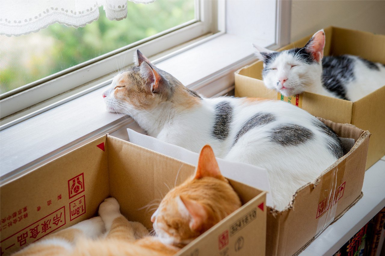 Оказывается, что кошки могут сидеть в своих воображаемых коробках