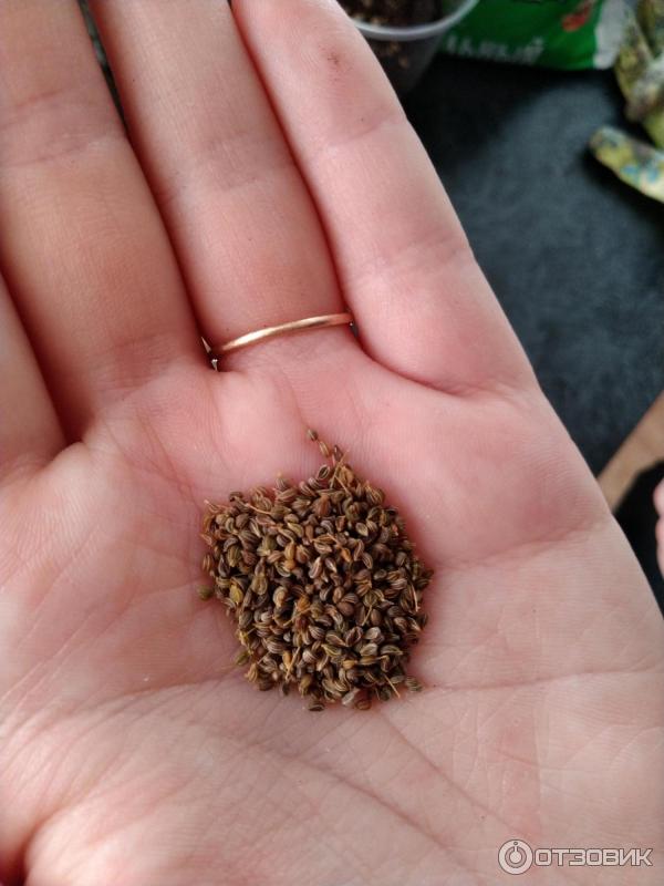 семена петрушки кудрявой