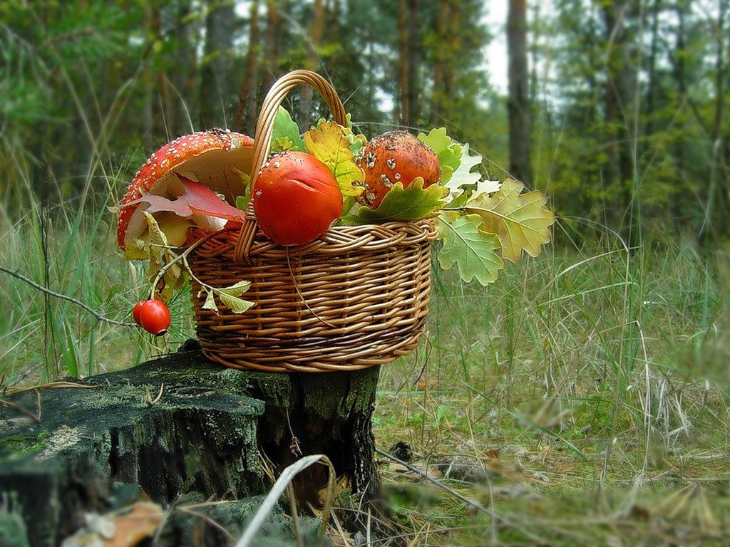 Ужесточили правила сбора грибов и ягод
