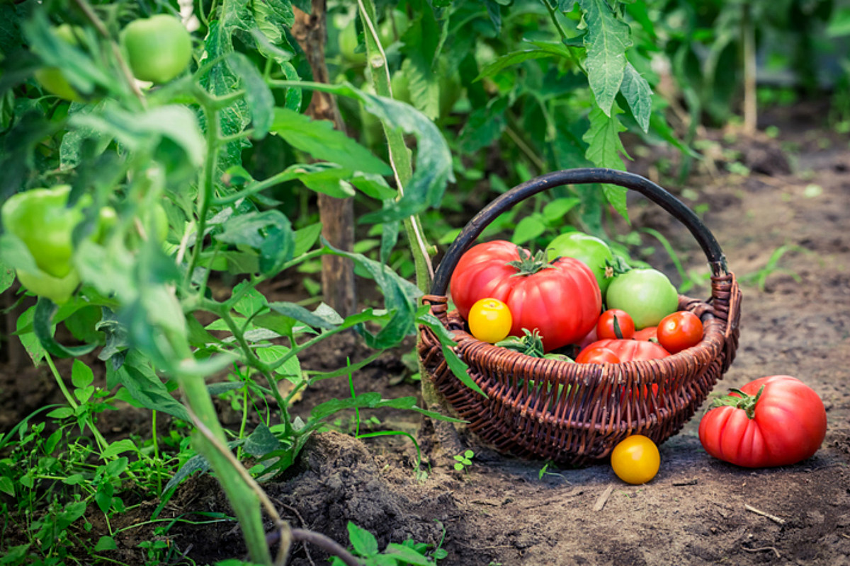 Названы 3 продукта, которые избавят огород от вредителей