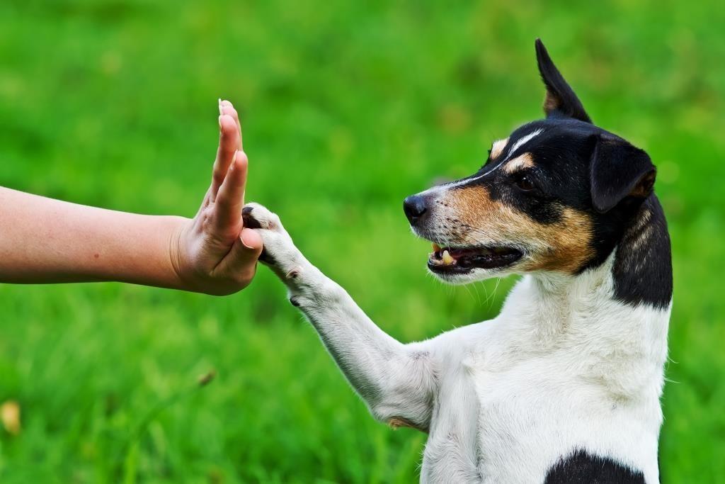О способности собак понимать жесты человека