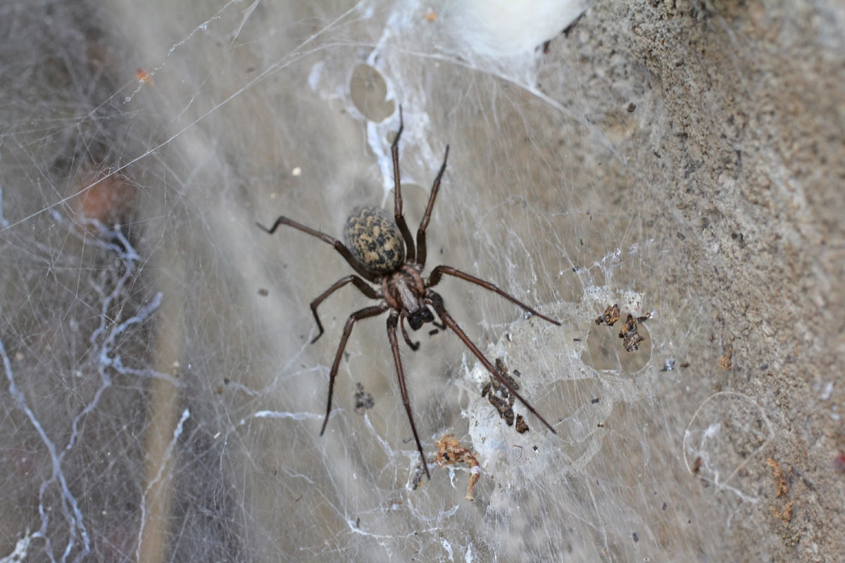 Тегенария паутина. Чердачный паук (Tegenaria atrica). Паук Tegenaria duellica. Тегенария домовая.