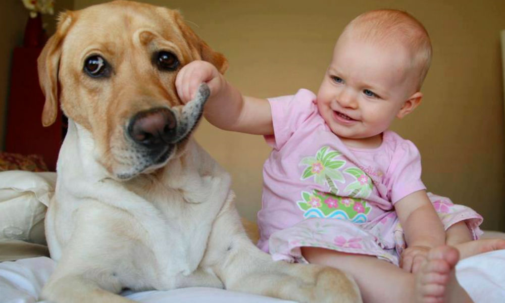 5 пород собак, которые лучше остальных подойдут семьям с детьми