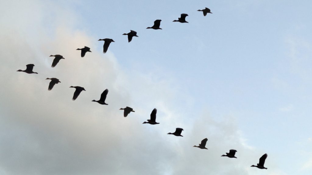 Ученые выяснили, почему птицы летят клином