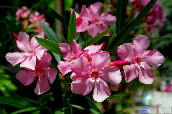 Ароматный трип: Домашние цветы с супер запахом