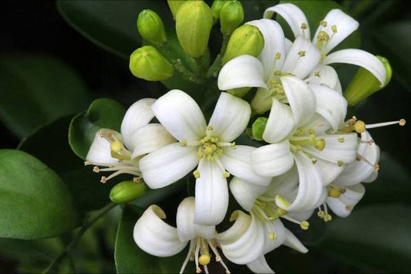 Ароматный трип: Домашние цветы с супер запахом