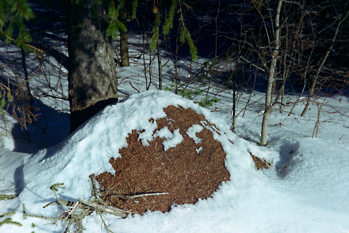 Как переживают зиму муравьи в наших широтах