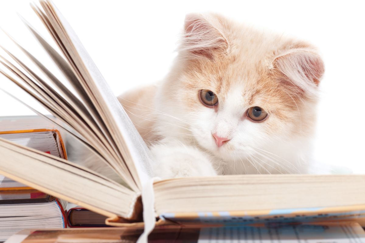 Зоопсихолог перечислила 8 самых умных пород кошек