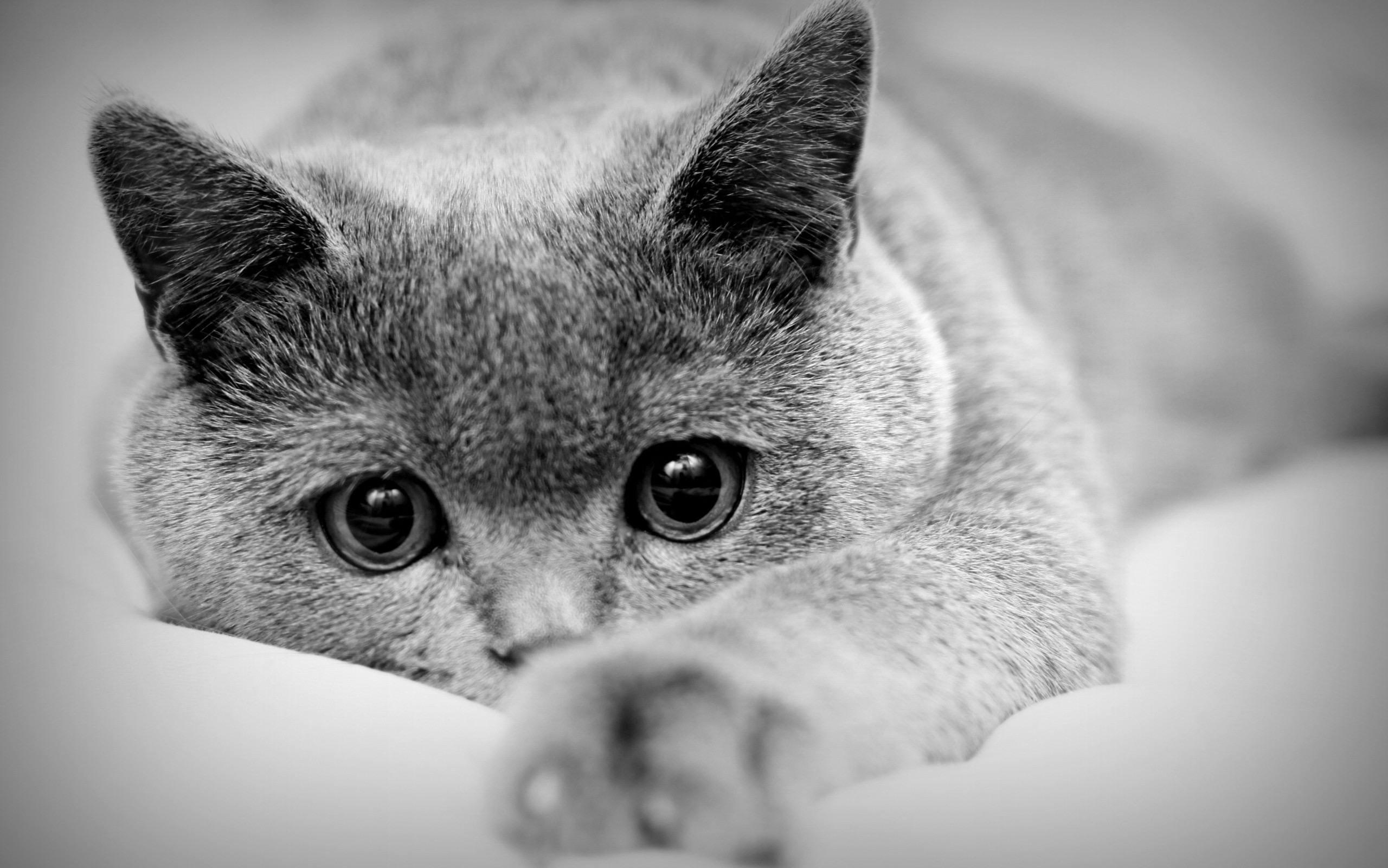 Кошачья память: Через сколько кошка забудет своих хозяев