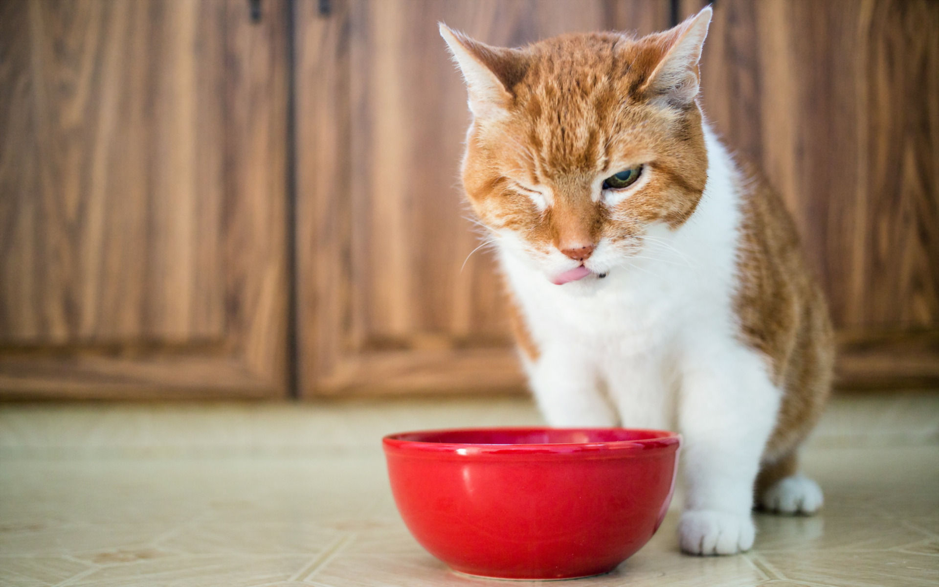 Почему кошки не едят из полупустой миски