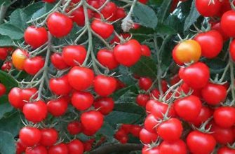 Плюсы и минусы сорта томатов "Вишня красная"