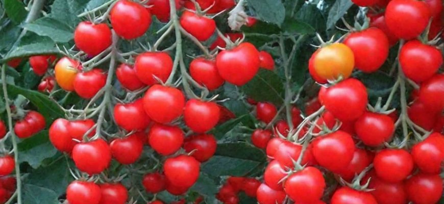 Плюсы и минусы сорта томатов "Вишня красная"