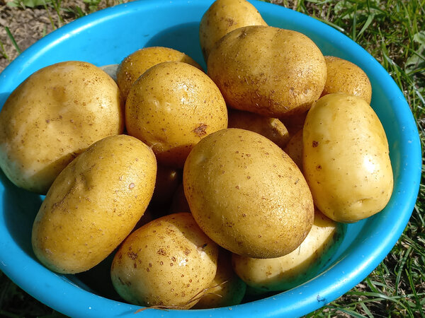 Какой сорт картошки посадить в след. году: 10 фактов о картофеле "Гала"