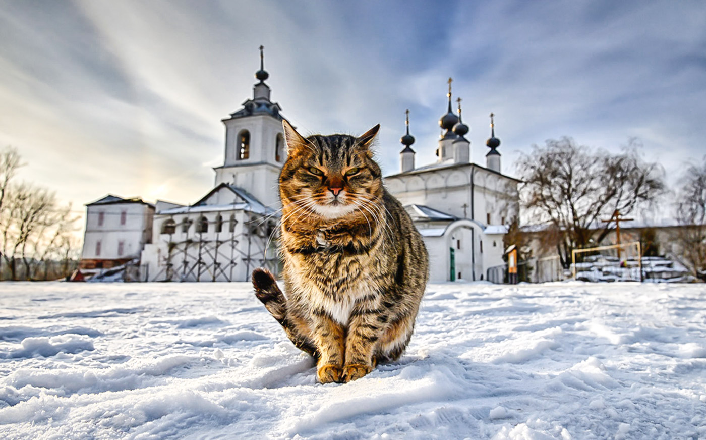 История кошек: Как появились и относились к ним на Руси