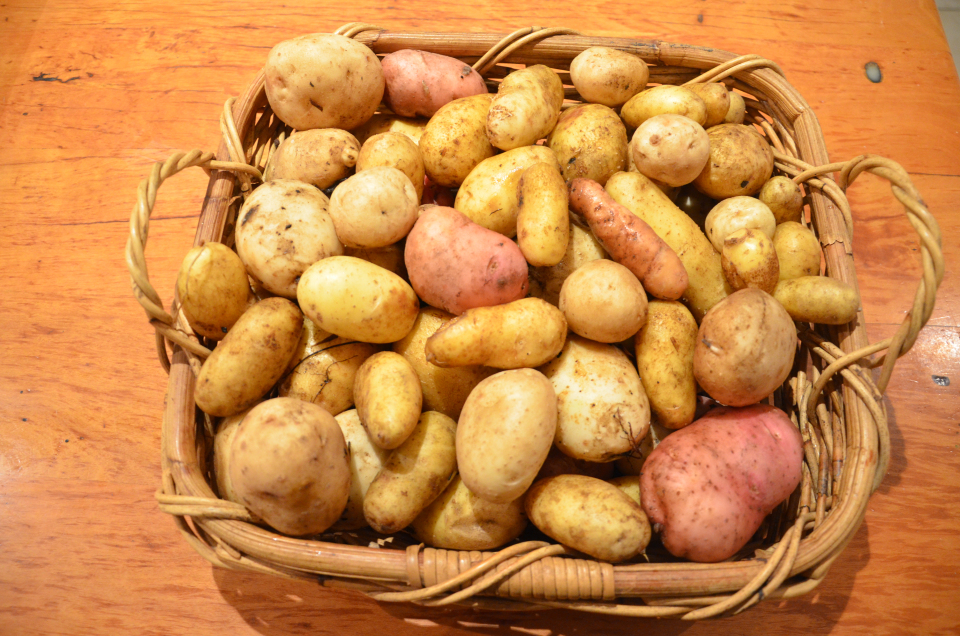 На какие сорта картофеля стоит обратить внимание