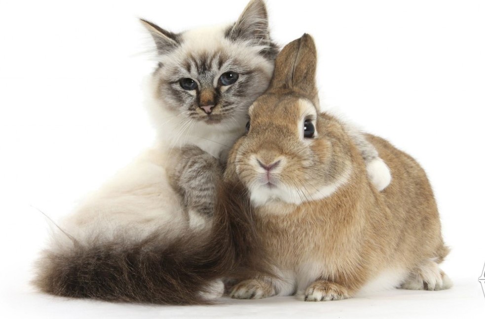 Заяц и кролик фото
