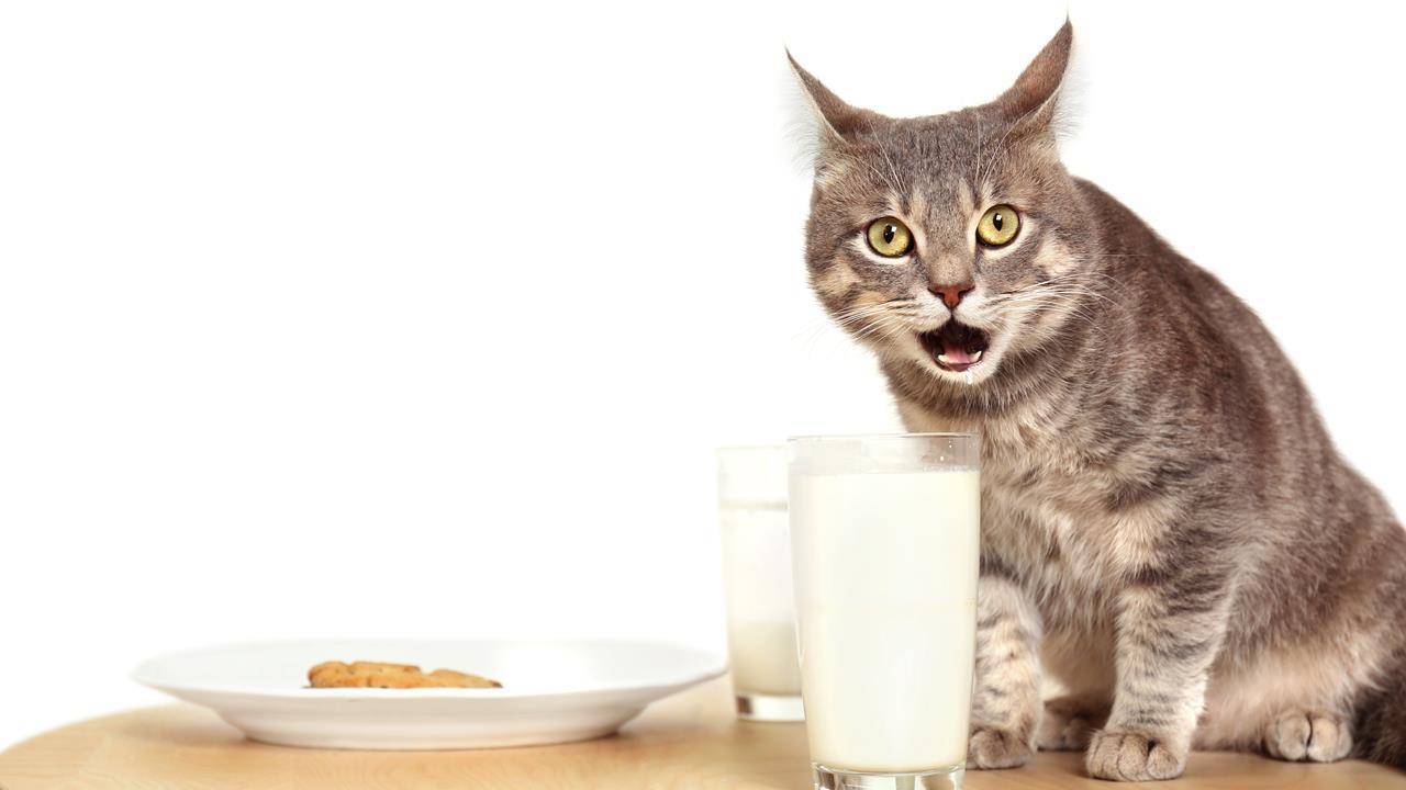 Почему взрослым кошкам НЕ рекомендуют давать молоко