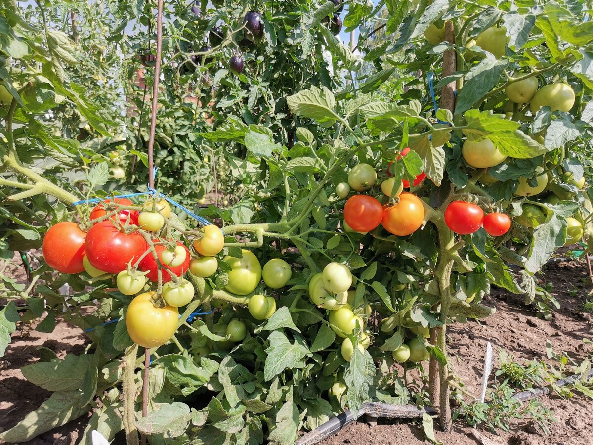 ТОП-5 самых урожайных сортов и гибридов томатов