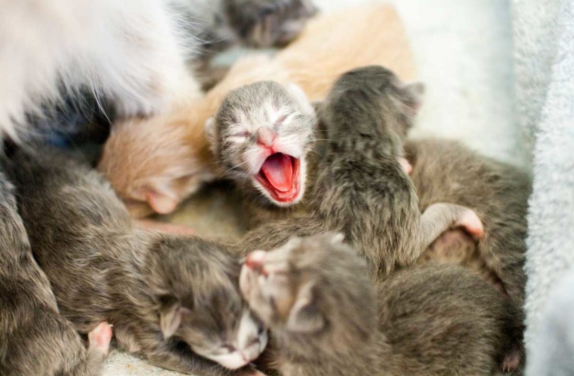 Почему мамы-кошки могут съесть своё потомство