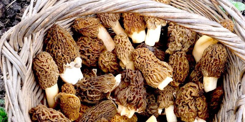 Пошли сморчки: Где искать эти чудо-грибы и как их готовят