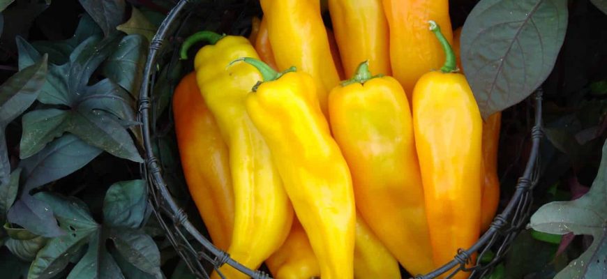 Про невероятно вкусный, ароматный и урожайный болгарский перец - Золотой ключик