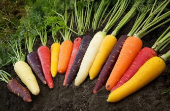 Морковь: Где, когда её окультурили и каким цветом был этот полезный овощ