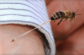 Как жалит пчела