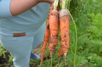 Какие сорта и гибриды моркови показали высокую урожайность