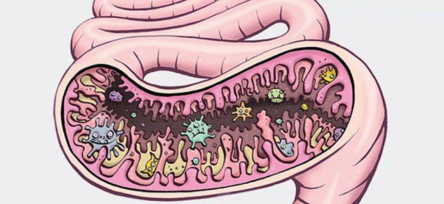 Какой орган продолжает жить после смерти: Про микробиом