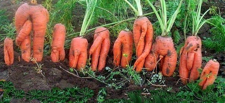 Почему вырастает уродливая морковь