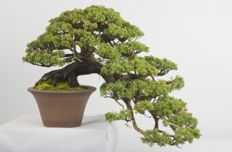 Как вырастить деревце дома, сформированное в японской технике бонсай