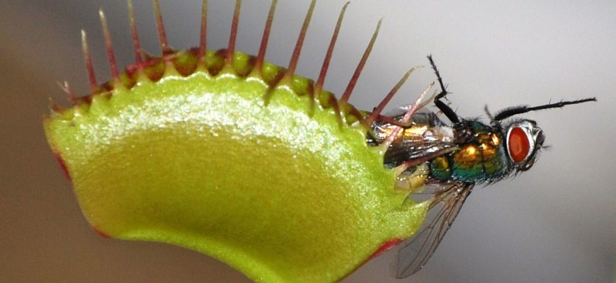 Про самое популярное из хищных растений для дома: Венерина мухоловка