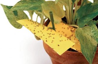 Что делать, если появились мошки в комнатных растениях: Причины появления мошек